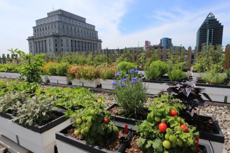 Urban Gardening Atau Berkebun Di Perkotaan Sebagai Upaya Menopang Ketahanan Pangan Dan